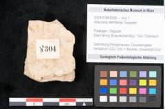 Foto (Objekt + Etikett) von Araucaria sternbergii Goeppert (NHMW-GEO-2024-0188-8304)